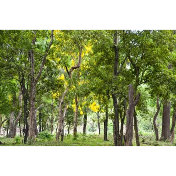 Sandalwood Plants